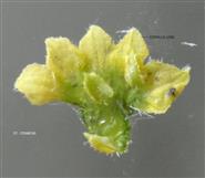 Male Flower-(Opened) with stamens